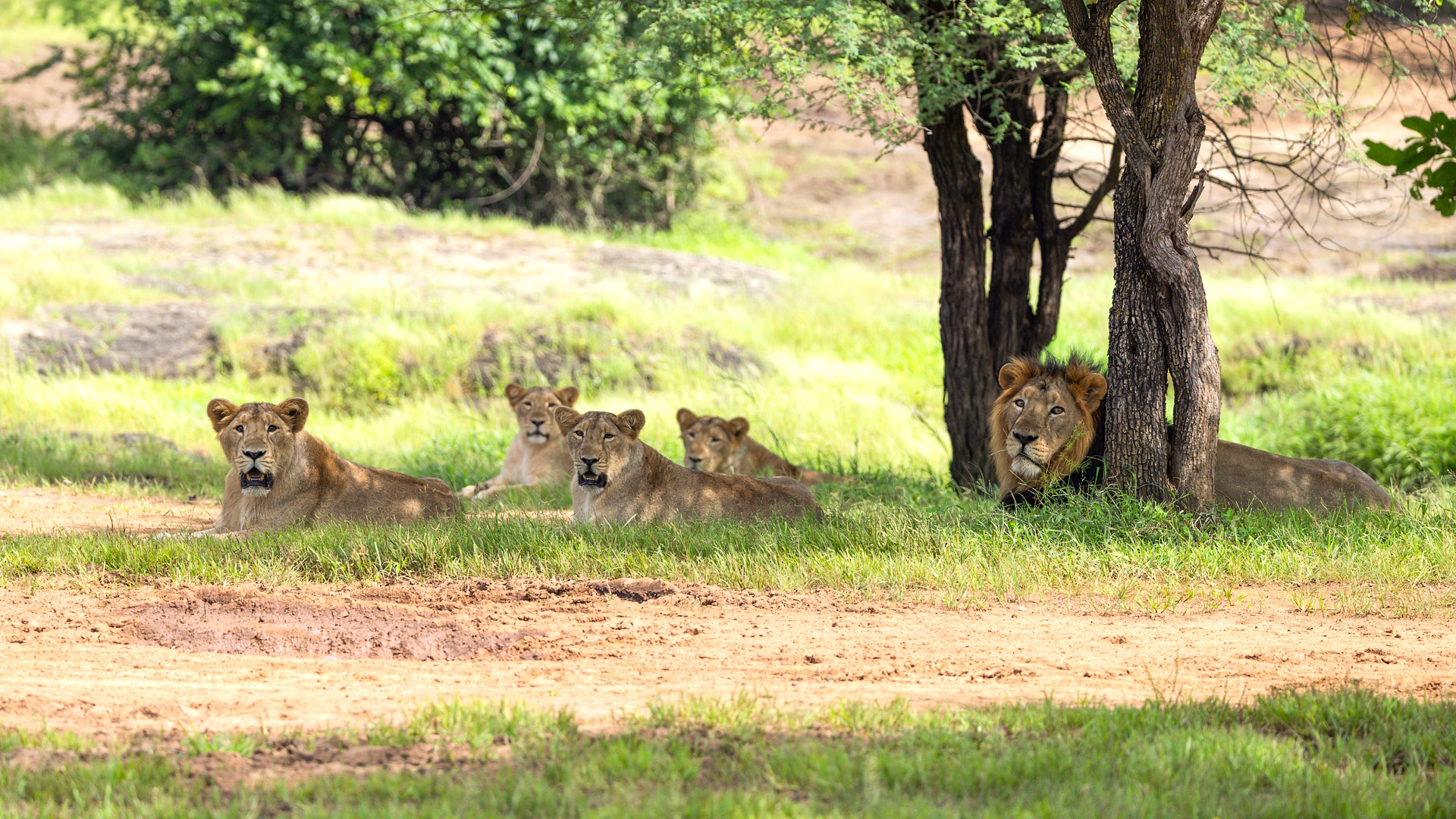 Somnath To Sasan Gir Taxi Service